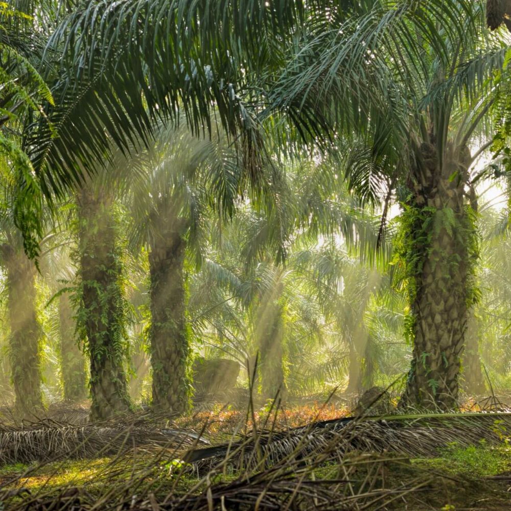 AgroStar Photostock 3